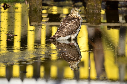 A sharp-shinned hawk stands in water with yellow reflections amid its own reflection.
