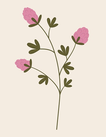 Vintage illustration of wild clover flower. Medicinal herb. Branch with leaves. Botanic vector of forest flora. Hand drawn colorful floral element. Clipart for design and print