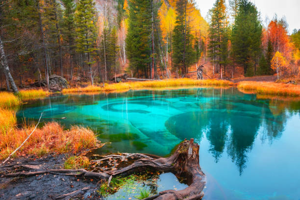 Geyser lake in autumn forest in Altai mountains, Russia. Geyser lake in yellow autumn forest in Altai mountains, Siberia, Russia. Beautiful autumn landscape. western siberia stock pictures, royalty-free photos & images
