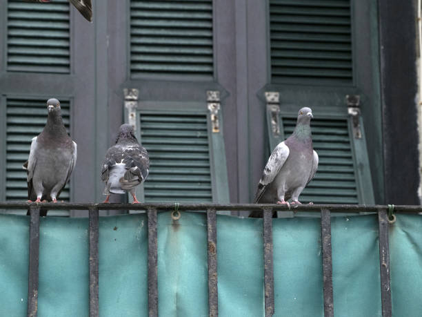 istock Pigeon in Cinque Terre Liguria 1341901461