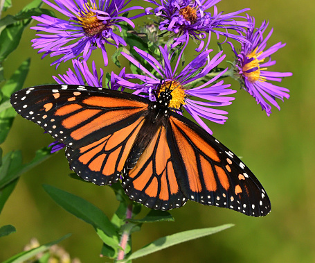This image shows a close up view of a monarch butterfly feeding on purple aster flowers in a sunny garden
