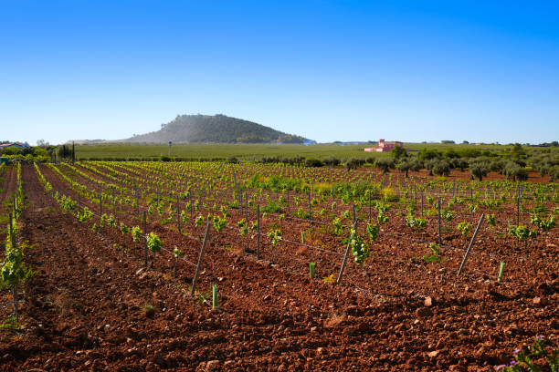 Ribera Guadiana vineyard Extremadura Spain Ribera del Guadiana vineyards in Extremadura of Spain 2590 stock pictures, royalty-free photos & images