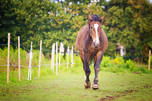 beautiful health young horse with long hair running in paddock farm summer