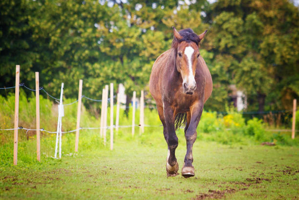 belo cavalo jovem saúde com cabelos longos correndo no verão fazenda paddock - foto de acervo