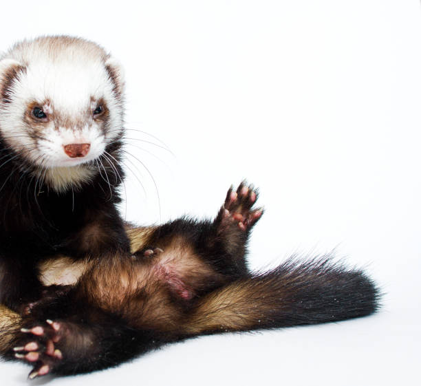 istock beautiful skunk ferret in isolated background funny trick 1341903487