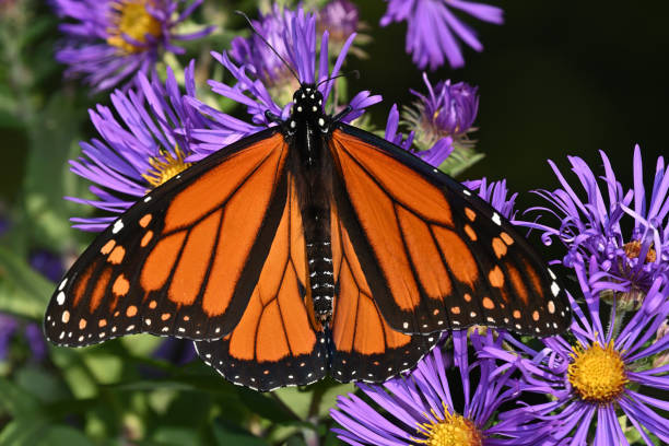 istock Monarch butterfly on aster flowers 1341903516