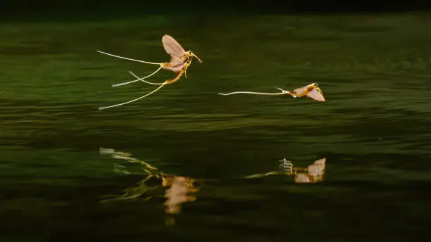 Photo of Tisza mayflies (Palingania longicauda) swarming, River Tisza, Hungary