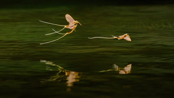 тисские майские мухи (palingania longicauda) роятся, река тиса, венгрия - ephemera стоковые фото и изображения