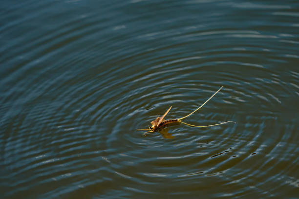 Tisza mayflies (Palingania longicauda) swarming, River Tisza, Hungary