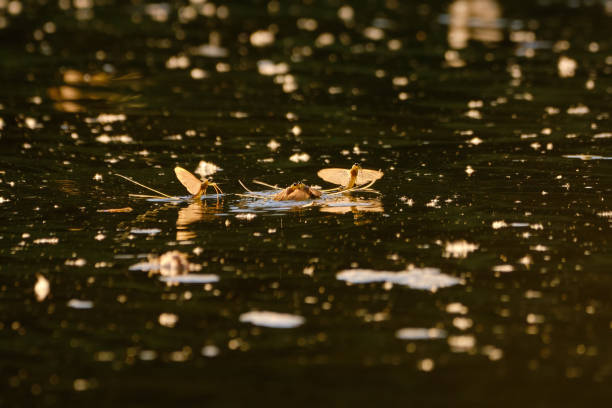 istock Tisza mayflies (Palingania longicauda) swarming, River Tisza, Hungary 1341904135