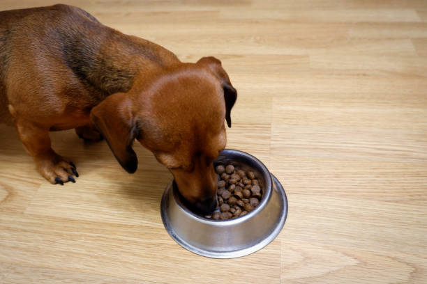 bassotto marrone che mangia - dachshund foto e immagini stock