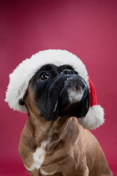 istock Boxer dog head with Santa hat 1341908048