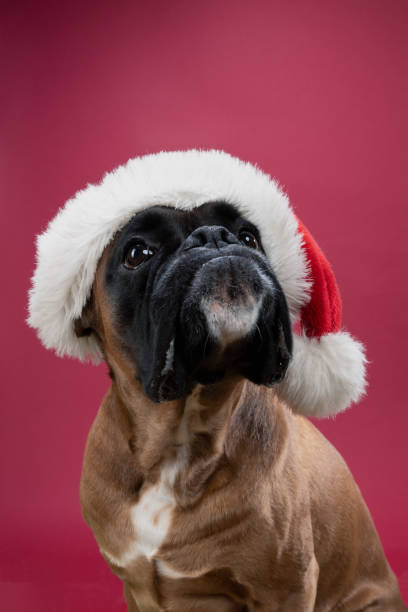 istock Boxer dog head with Santa hat 1341908089