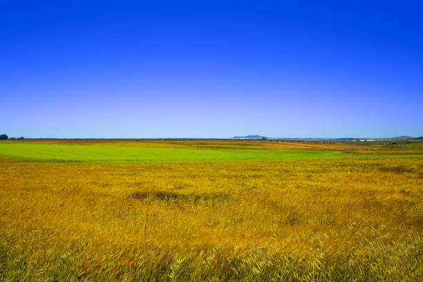 Cereal fields in Extremadura of Spain by via de la Plata way