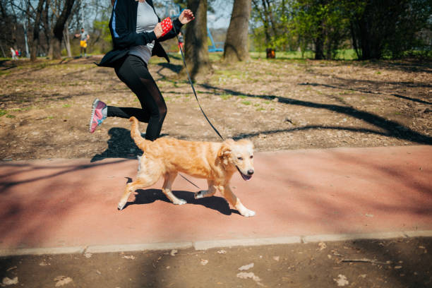 istock Woman and her dog training together 1341910034