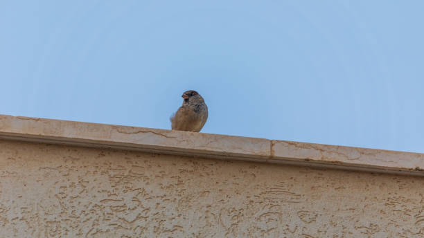 istock A single sparrow at the top of the wall 1341910179