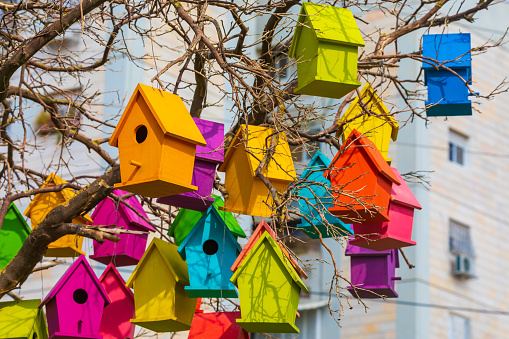 Bird house in a neighborhood tree in Loudoun County.