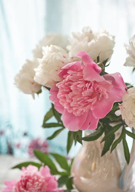 istock Still life with white and pink peonies 1341911606