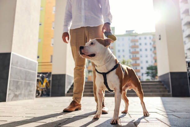 istock A muscular dog standing outdoors with his owner. He is looking dangerous 1341911640
