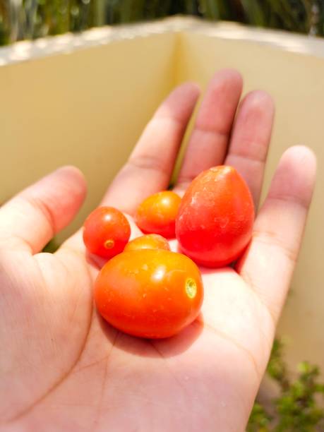 istock Fresh homegrown Cherry Tomatoes in Hand. 1341911755