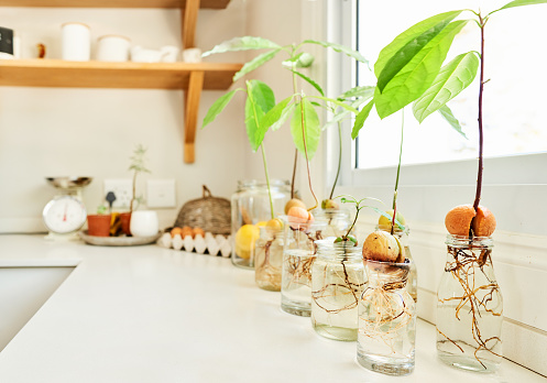 Row of avocado pits sprouting new trees sitting in jars on a kitchen counter by a window