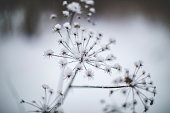 Dry flowers under snow