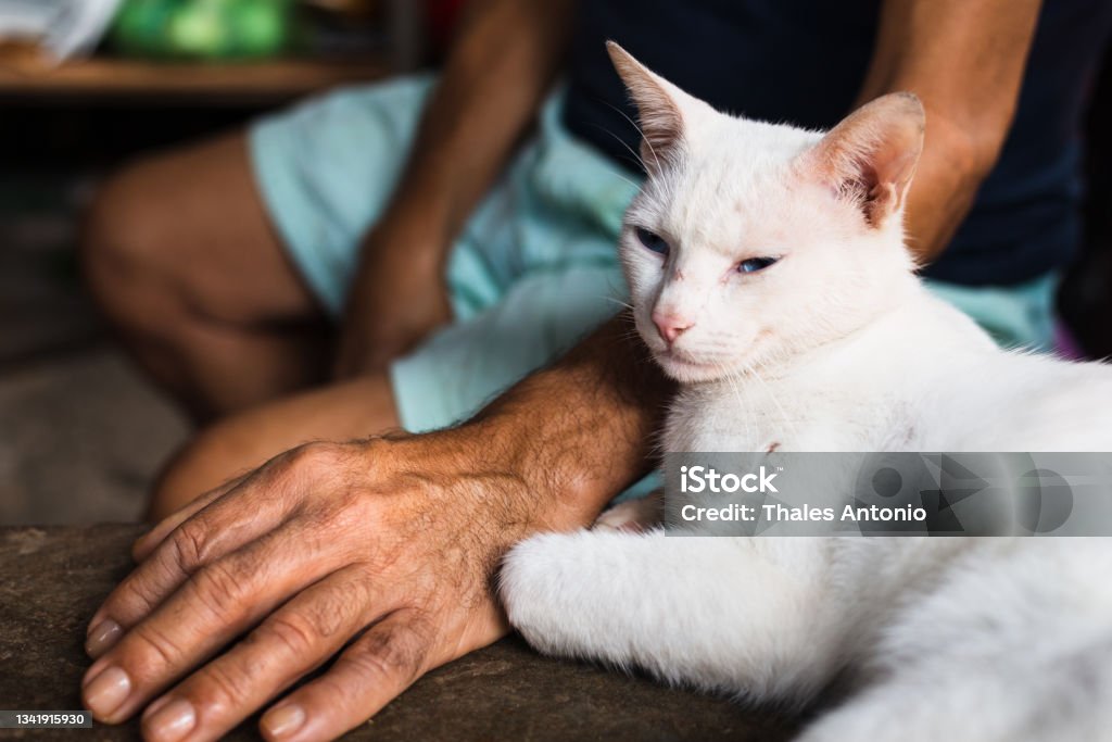 limpiar ansiedad Restricciones Gato Adulto Blanco De Ojos Azules Que Descansa Sobre El Brazo De Su Amigo Foto de stock y más banco de imágenes de Amistad - iStock limpiar ansiedad Restricciones Gato Adulto Blanco De Ojos Azules Que Descansa Sobre El Brazo De Su Amigo Foto de stock y más banco de imágenes de Amistad - iStock
