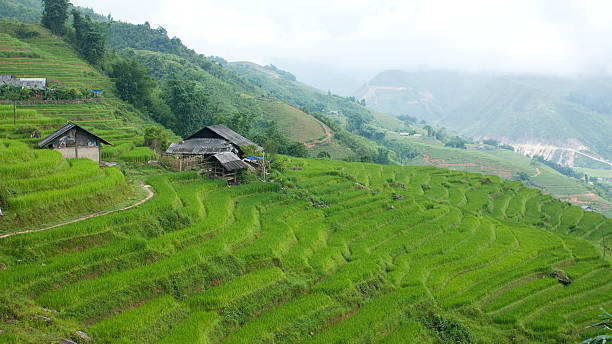 istock Farm with rice terraces in Sapa Vietnam 134191618