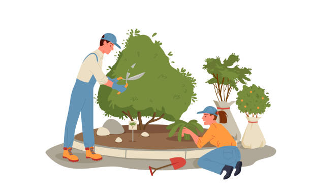 Cartoon young man woman gardener characters working and gardening, holding garden tools scissors shovel, tree sapling background. People work in summer forest or park, grow plants vector illustration. Cartoon young man woman gardener characters working and gardening, holding garden tools scissors shovel, tree sapling background. People work in summer forest or park, grow plants vector illustration landscape scenery clipart stock illustrations