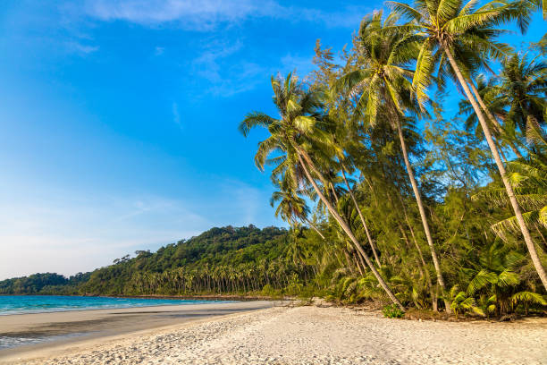 istock Tropical beach at summer day 1341917003