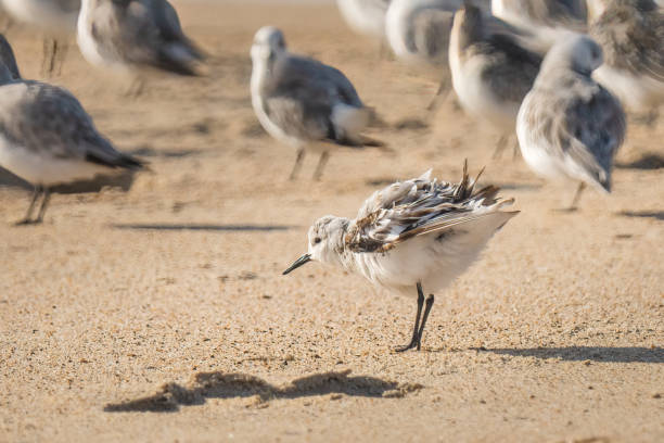 istock Snowy plover (Charadrius nivosus), a small sandpiper, on the beach. 1341917009
