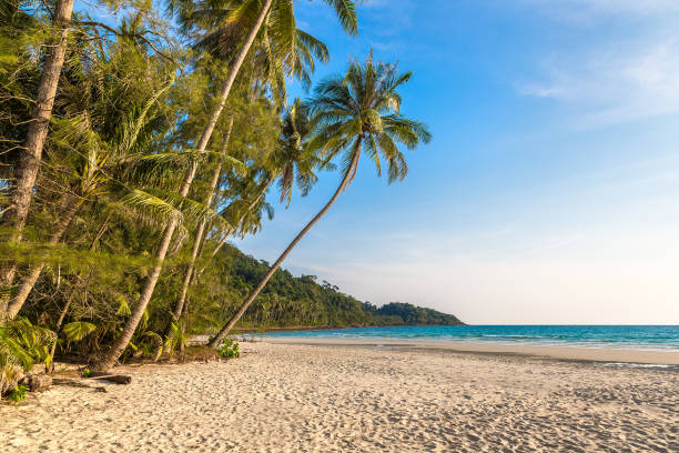 istock Tropical beach at summer day 1341917030