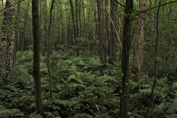 istock green ferns under the trees in a forest 1341917059