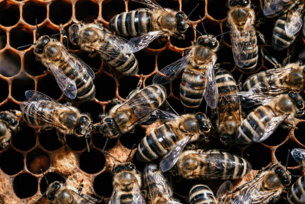 istock Bees convert nectar into honey. Close-up, macro view. Bee brood - eggs, larvae and pupae, grown by honey bees in set cells. 1341917072
