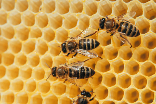 istock Bees convert nectar into honey. Close-up, macro view. Bee brood - eggs, larvae and pupae, grown by honey bees in set cells. 1341917949