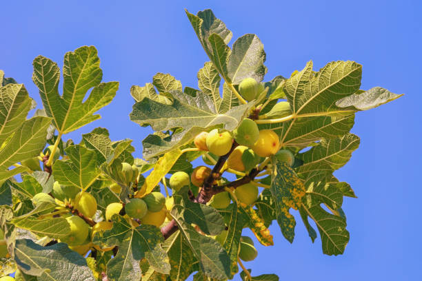 istock Branch of fig tree with leaves and fruit against sky 1341918214