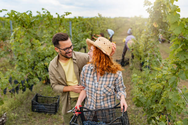 istock Young people working in a vineyard harvesting grapes 1341918552