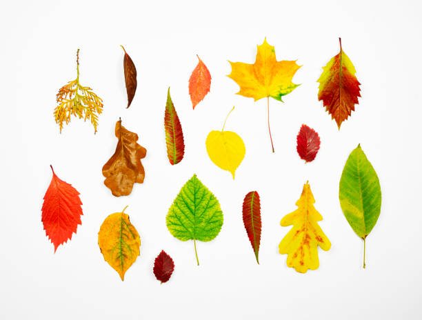 istock Collection of autumn leaves on a light background. 1341919171