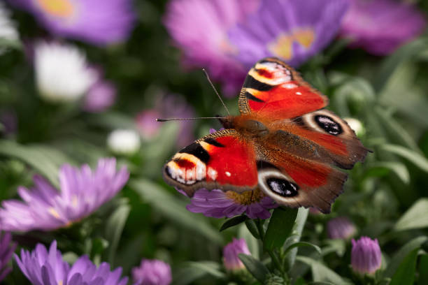 istock Peacock butterfly feeding with flower nectar 1341920967
