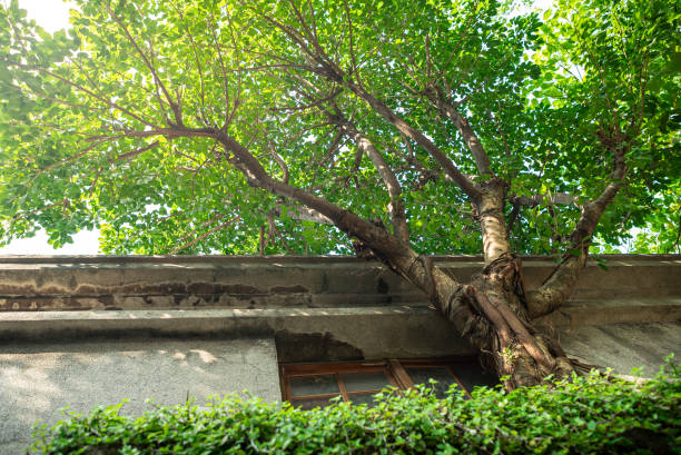 A single tree that has grown on the exterior of ancient stone wall with a window and lattice. A curved tree with green foliage has grown into old building of the wall