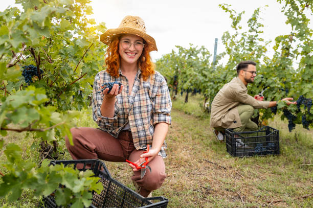 giovani che lavorano in un vigneto che raccolgono l'uva - women smiling mature adult portrait foto e immagini stock