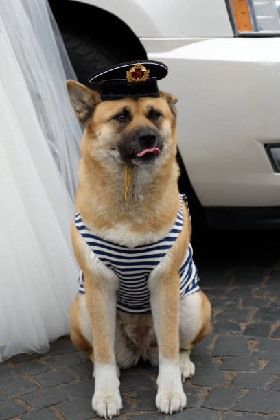 istock Dog in vest and a Russian navy cap. 1341922529