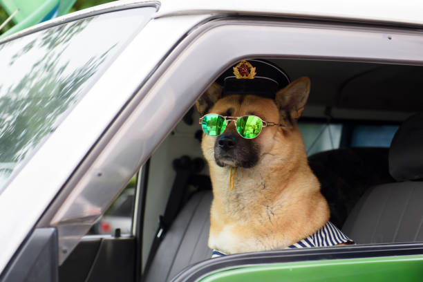 istock Dog in vest and a Russian navy cap. 1341922795