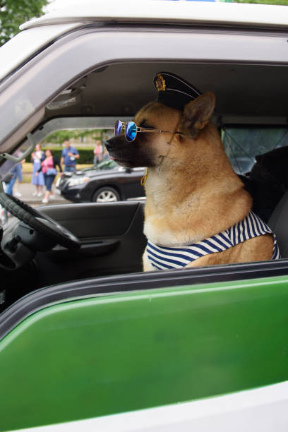istock Dog in vest and a Russian navy cap. 1341922852