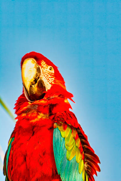 istock The scarlet macaw 1341923019