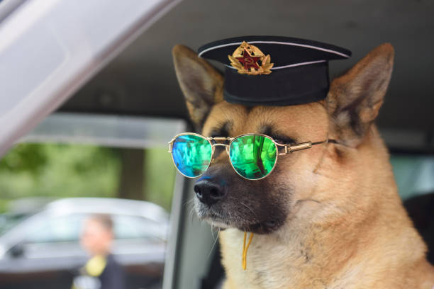 Dog in vest and a Russian navy cap.
