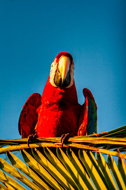 istock The scarlet macaw 1341923306