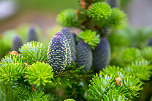Dark purple-blue cones of a Korean fir (Abies koreana)