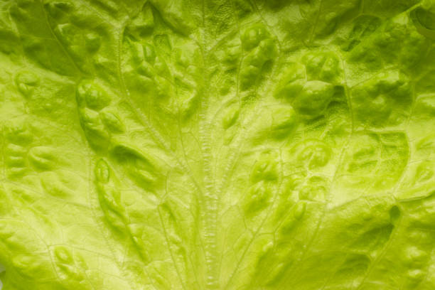 istock Freshness of lettuce leaf. Full frame natural green background 1341924141