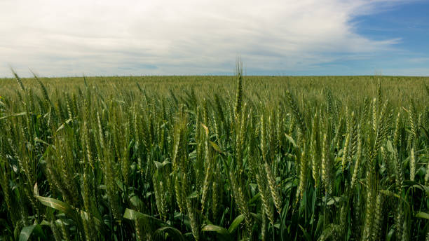 田舎の田舎スペインの緑の小麦の風景の美しい熟成作物。 - barley wheat grass green ストッ��クフォトと画像